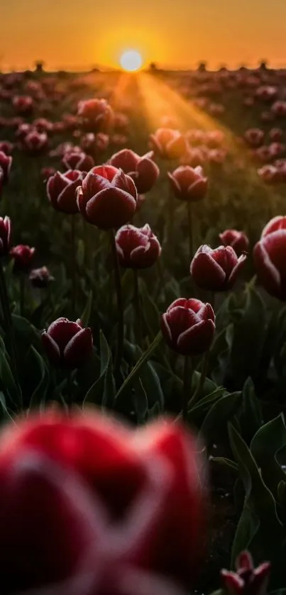 Nature Flower Plant Live Wallpaper