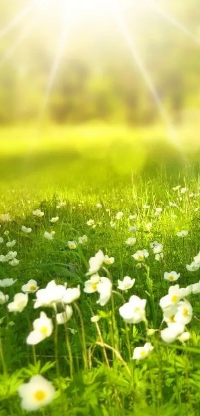 Nature Flower Plant Live Wallpaper