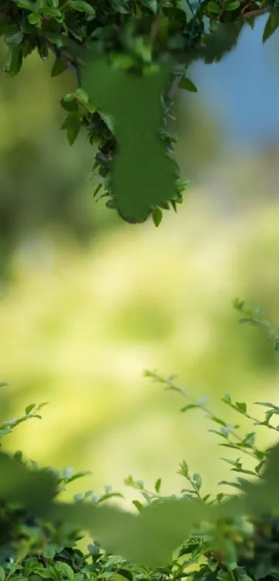 Green foliage in focus with a blurred nature background.