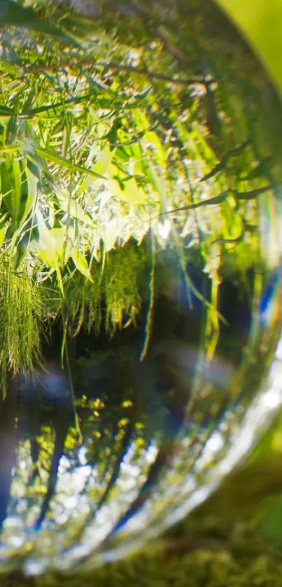 Glass sphere reflecting lush green nature scene.