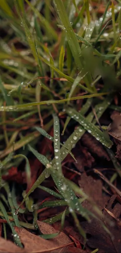 Dew drops on green grass and leaves, nature wallpaper.