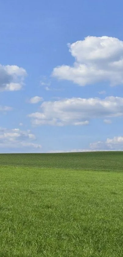 Nature Grass Outdoor Live Wallpaper