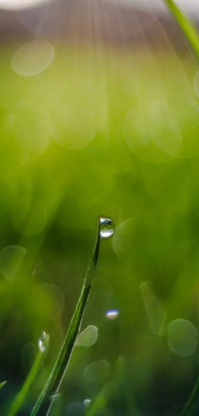 Close-up of dewy green grass in soft focus.