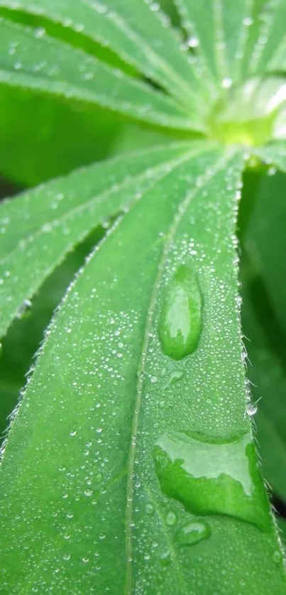 Close-up of a green leaf with dew on a mobile wallpaper.