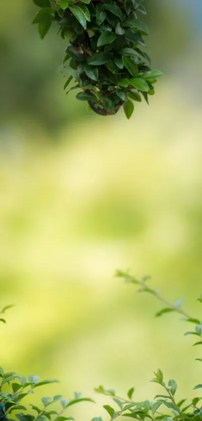 Mobile wallpaper featuring lush green leaves and a calm blurred background.