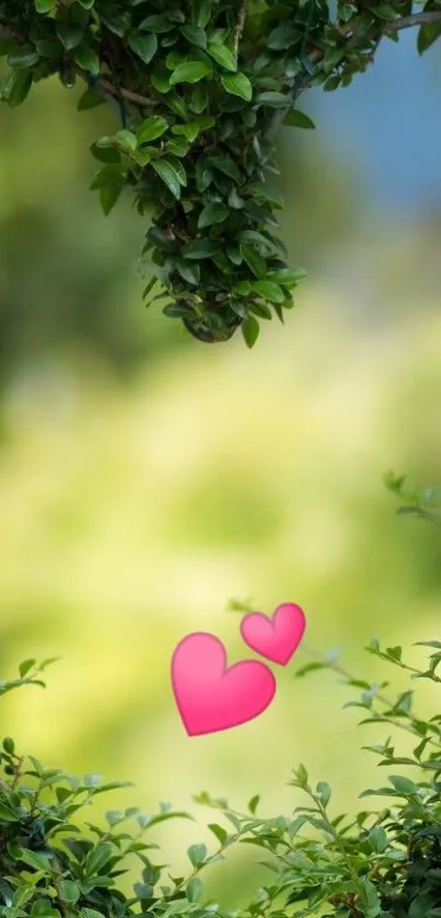 Heart-shaped leaves with pink hearts.