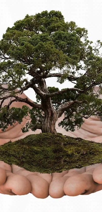 A tree held gently in human hands against a white background.