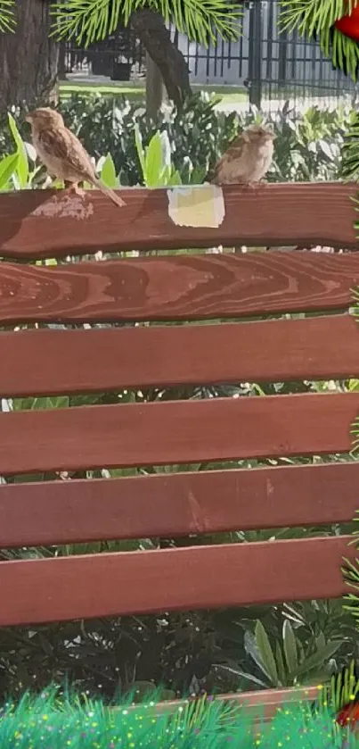 Sparrows on a wooden fence with a festive evergreen and red ornament frame.