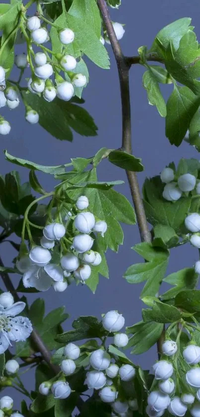 Leafy green branches with white blossoms against a blue background.