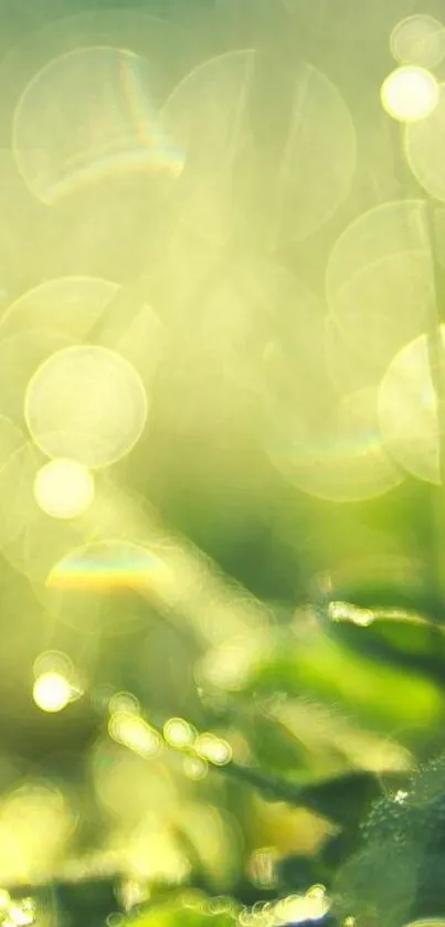 Nature-inspired green bokeh wallpaper with light effects and leafy textures.