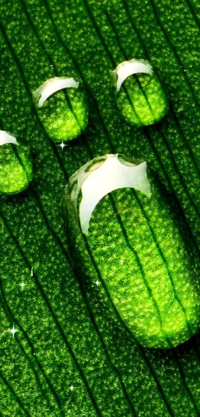 Water droplets form a paw print on a green leaf background.