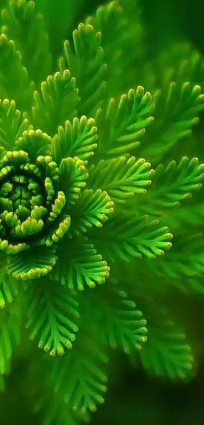 Vibrant green plant close-up wallpaper.