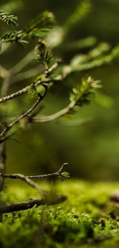 Nature wallpaper with lush green branches.