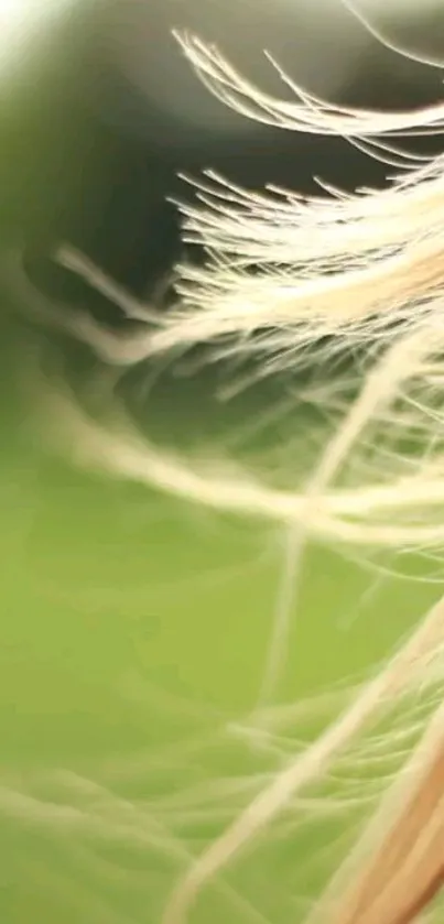 Close-up of blonde hair with green background.