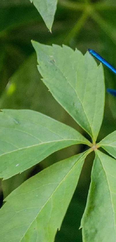 Green leaf with a blue dragonfly on a natural mobile wallpaper.