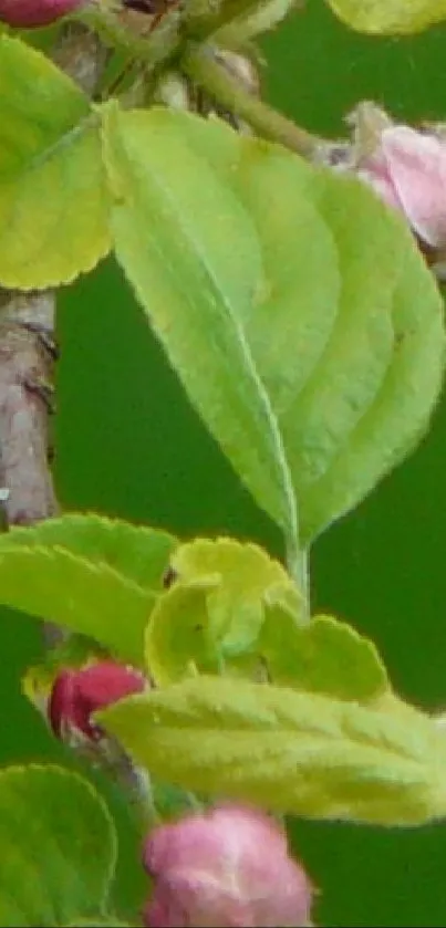 Leafy branch with green leaves and pink buds on a serene background.