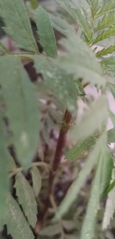 Close-up of lush green leaves on a plant, creating a serene mobile wallpaper.