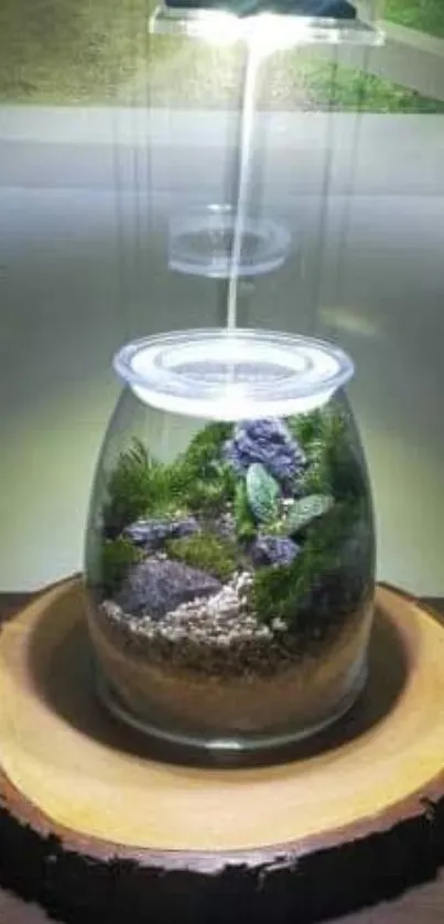 Terrarium with vibrant green plants enclosed in a glass jar on a wooden slice base.