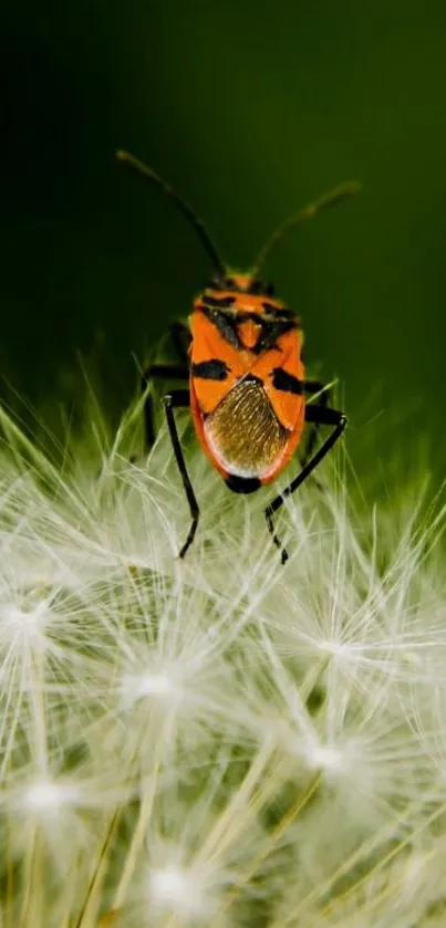 Nature Invertebrate Arthropod Live Wallpaper