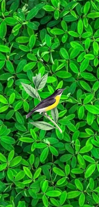 Yellow bird on a vibrant green leaf background wallpaper.