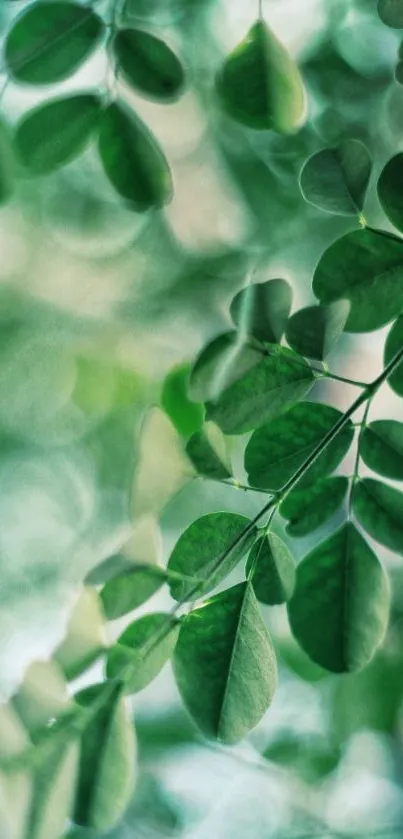 Vibrant green leaves create a peaceful mobile wallpaper design.