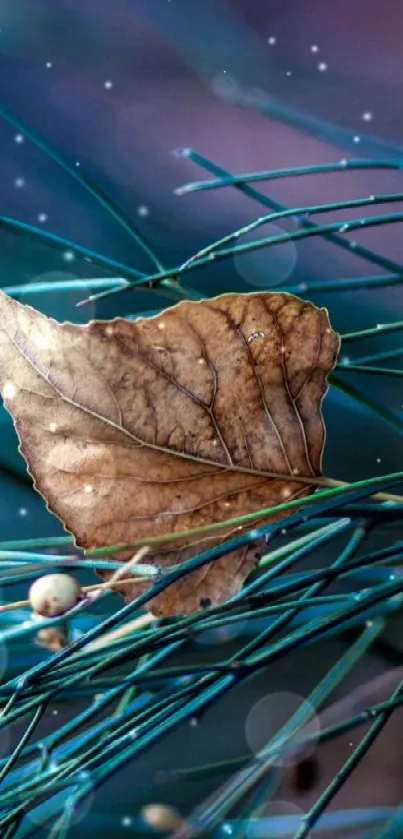 Brown leaf resting on green pine needles.