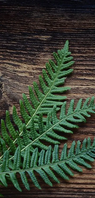 Nature-inspired wallpaper with a fern leaf on a wooden backdrop.