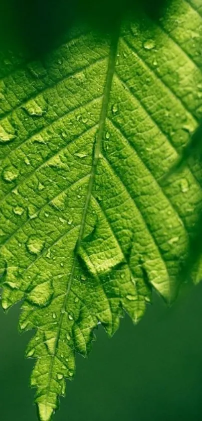 Close-up of green leaf with dewdrops on it.