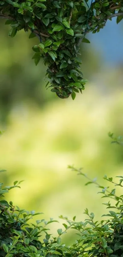 Leafy heart-shaped frame in green nature wallpaper for mobile.