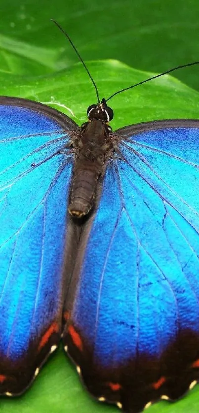 Nature Light Arthropod Live Wallpaper