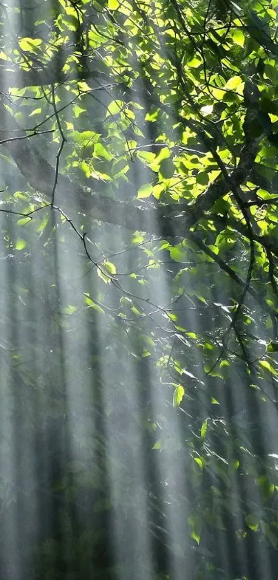 Sunlight filtering through green leaves in a forest scene.