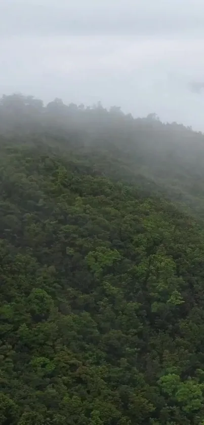 Nature Mist Forest Live Wallpaper