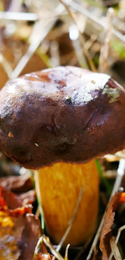 Brown forest mushroom amidst autumn leaves and grass.