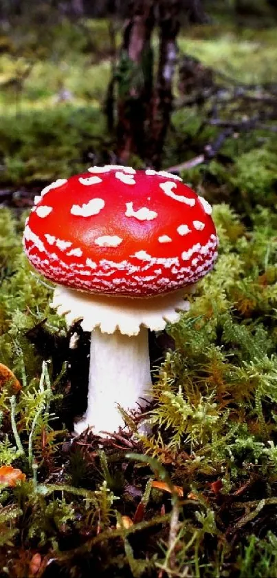 A vibrant red mushroom in lush green forest moss.
