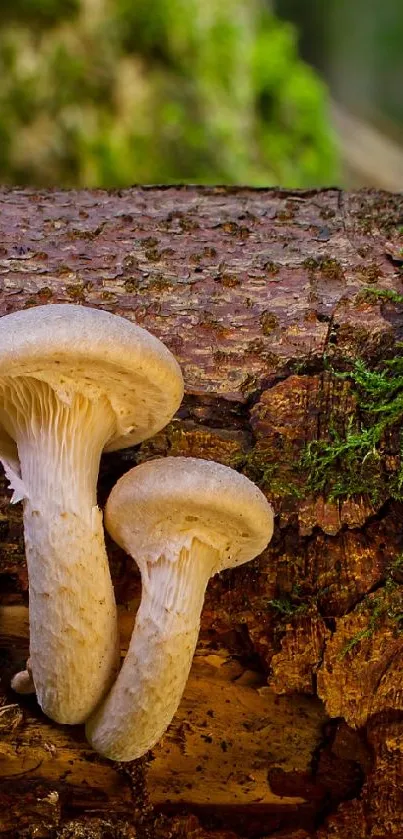 Mushrooms grow on a mossy log in a lush forest setting.