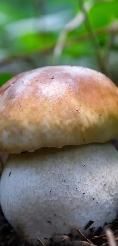 Close-up of a mushroom in lush green forest setting.