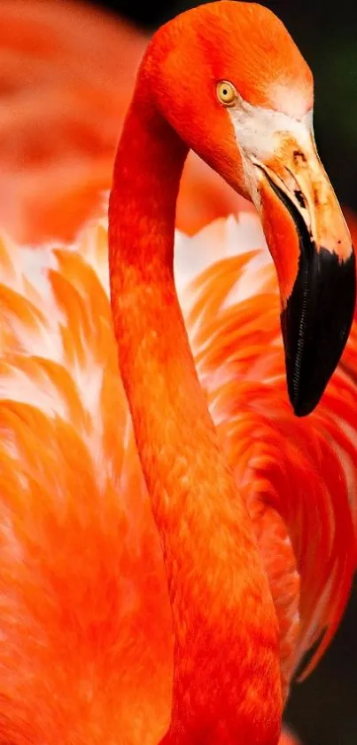 Nature Orange Bird Live Wallpaper