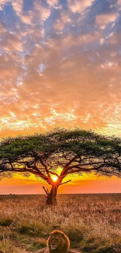 Nature Orange Grass Live Wallpaper