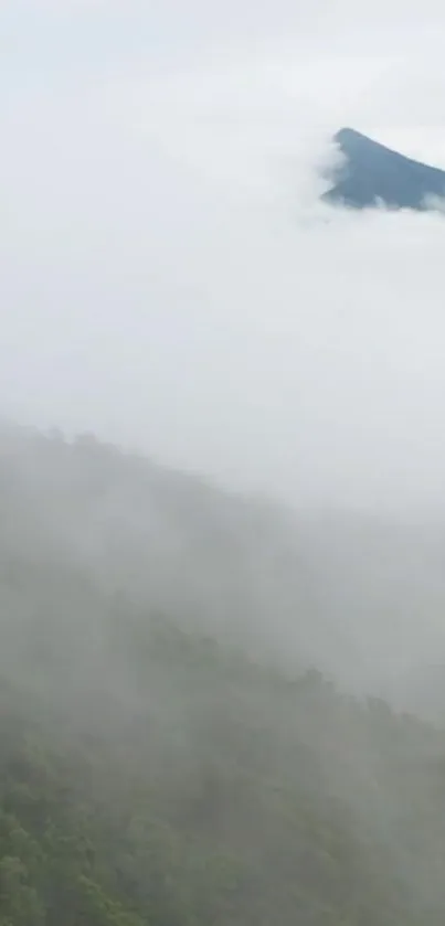 Nature Outdoor Fog Live Wallpaper