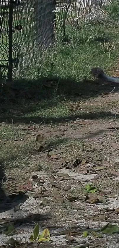 Lion resting calmly on a leafy path under shadow and sunlight.