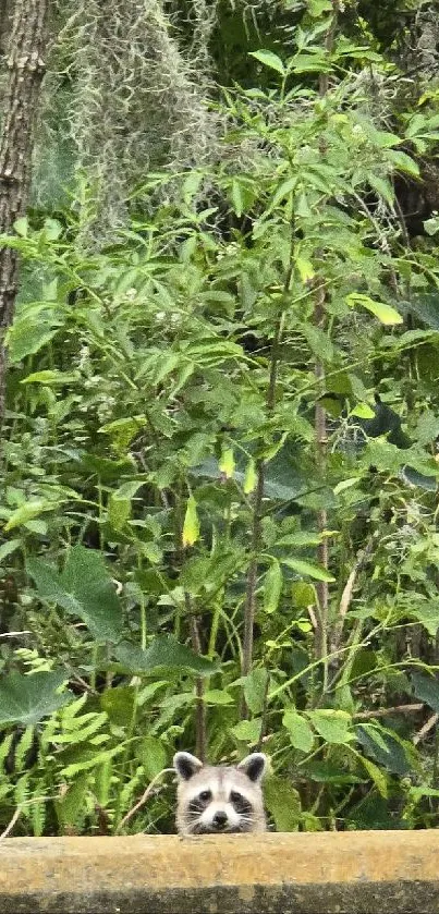 Raccoon peeking through lush green forest.