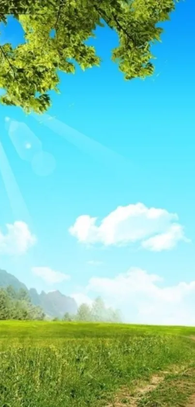 Nature Plant Grass Live Wallpaper