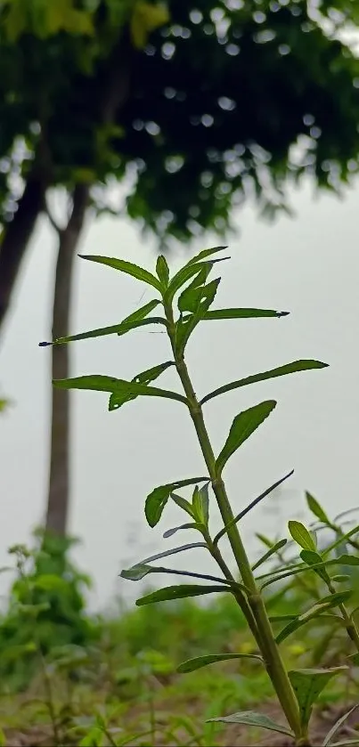 Close-up of green plant with tree background in nature scene.