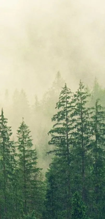 Nature Plant Outdoor Live Wallpaper