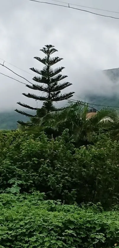 Nature Plant Outdoor Live Wallpaper