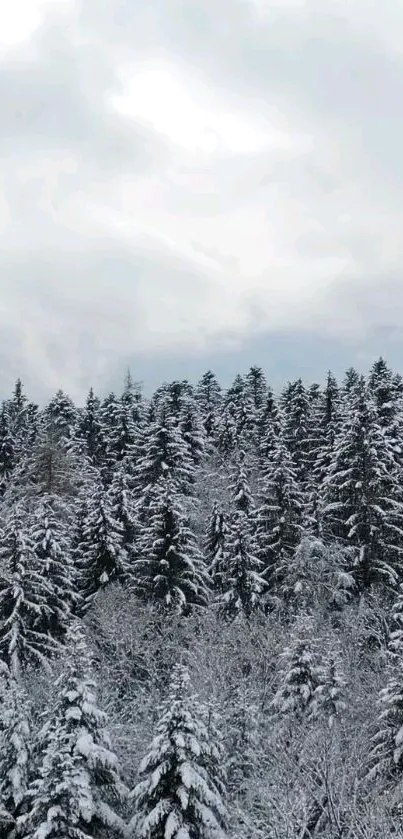 Nature Plant Outdoor Live Wallpaper