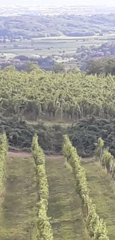 Nature Plant Outdoor Live Wallpaper
