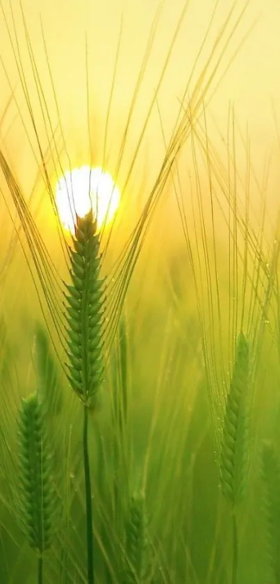 Nature Plant Sun Live Wallpaper