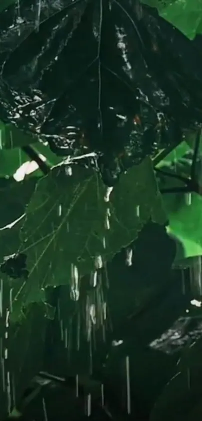 Rain-soaked leaves in a lush green forest.