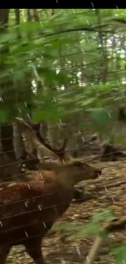 Majestic deer in a lush rainforest with gentle rain.